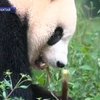 В Китае отметили коллективный день рождения панд