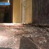 Кировоград атаковали полчища гусениц