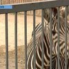 В киевском зоопарке погибли олень и зебра