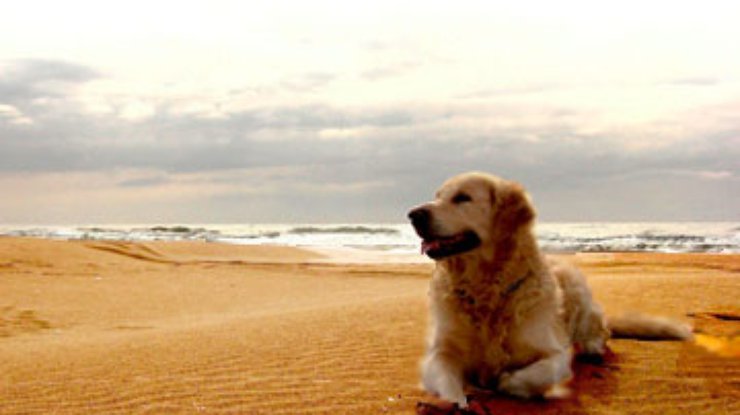 В Италии создали первые пляжи для собак