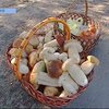 На Херсонщине запретили продавать дикие грибы