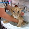 В частном доме Черновцов живут африканские львы