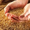 Отмена пошлин на зерно повысит его конкурентоспособность - эксперт