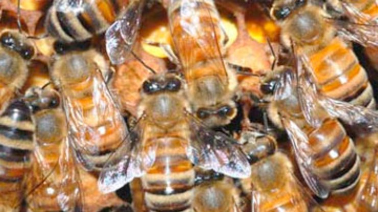 Турецкие контрабандисты "отбивались" от полиции пчелами