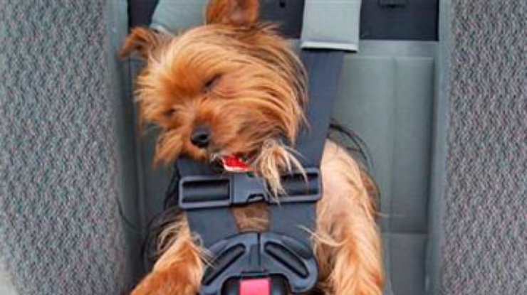 В Британии хотят сделать обязательными ремни для собак в машинах