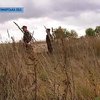 В Украине стартовал сезон охоты на фазанов