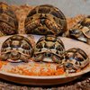 В Малайзии спасли от кулинаров 477 редких черепах и кобр