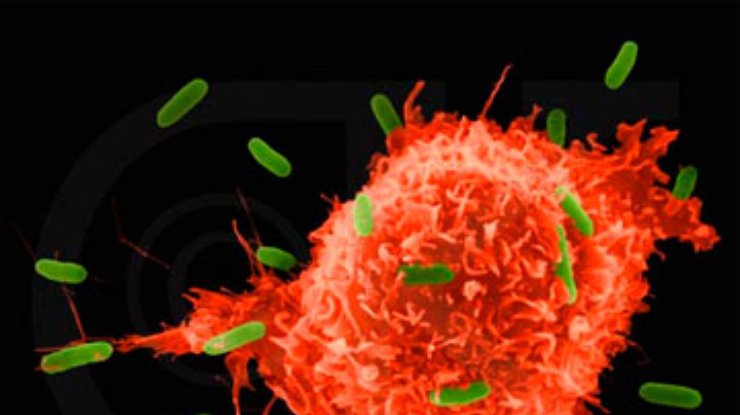 Японские ученые работают над искусственным иммунитетом
