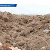 В Черновцах сухая осень может погубить урожай озимых