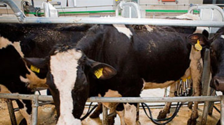 "Новый механизм дотации производителей молока и мяса - это грабеж", - эксперт