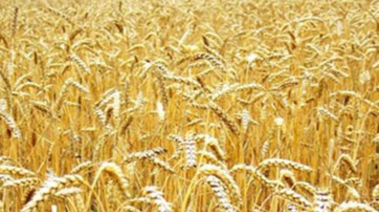 Украина собрала много зерна, но не может решить проблему с экспортом