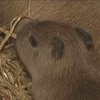 В Ривненском зоопарке родися детеныш капибар