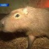 В Ровенском зоопарке родился детеныш капибары