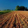 Государство возьмет рынок аграрной земли под полный контроль