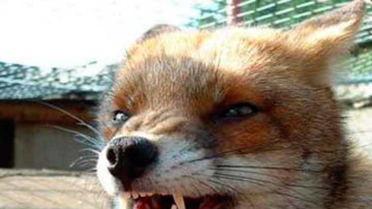 В Житомире к двери квартиры привязали труп бешеной лисы