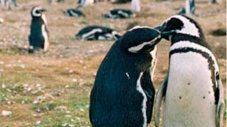 В Канадском зоопарке расстались пингвины-геи
