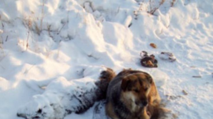 Борцы с бездомными животными хотят убить русского Хатико