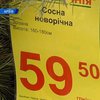 В Киеве будут работать 80 елочных базаров