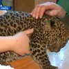 В Ривненском зоопарке родилась пара амурских леопардов