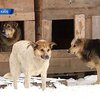 Вчера бешеные животные покусали троих киевлян