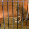 В Белградском зоопарке родились белые львята