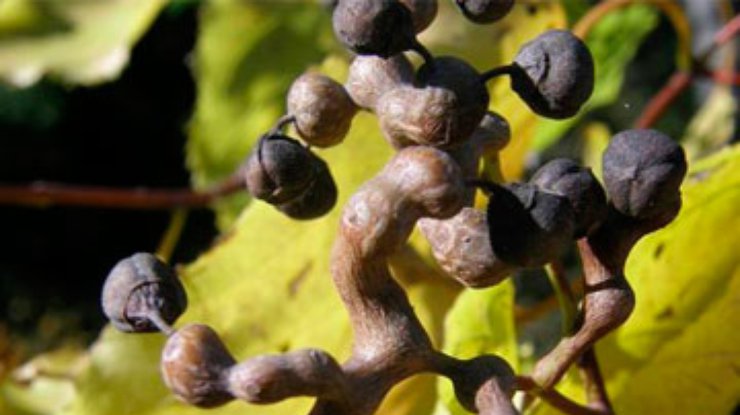 Ученые: Соцветия конфетного дерева помогут бороться с алкоголизмом