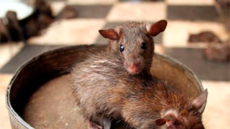 Американцы обьявили конкурс на фото самой страшной крысы метро