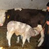 В сербской деревне родился сиреневый бычок