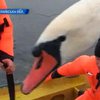 На Николаевщине спасли лебедя, который замерзал на реке