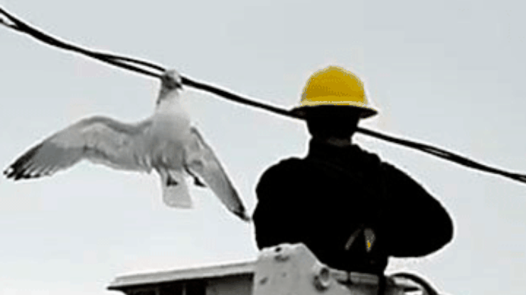 Канадский электромонтер спас чайку, застрявшую в проводах