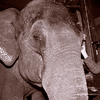 Голландской слонихе поставили контактную линзу