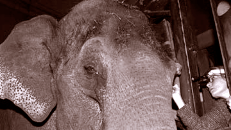 Голландской слонихе поставили контактную линзу