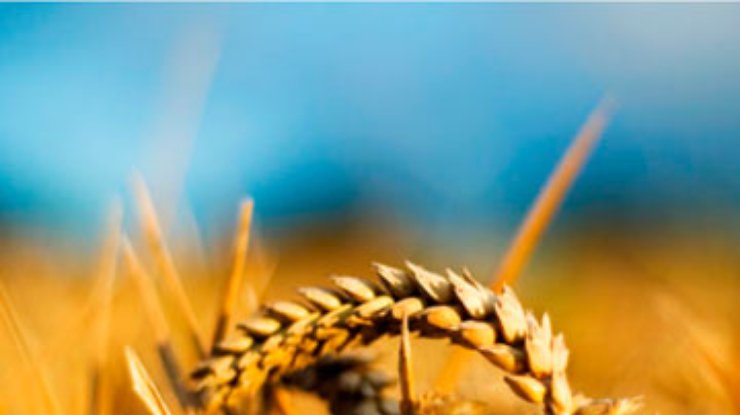 Глобальное потепление может оставить человечество без пшеницы