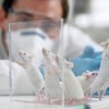 Ученые заглянули в голову мышей