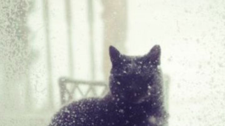 Кошка закрыла своих хозяев на балконе в 11-градусный мороз