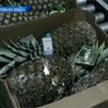 В Илличевском порту задержаны ананасы с кокаином