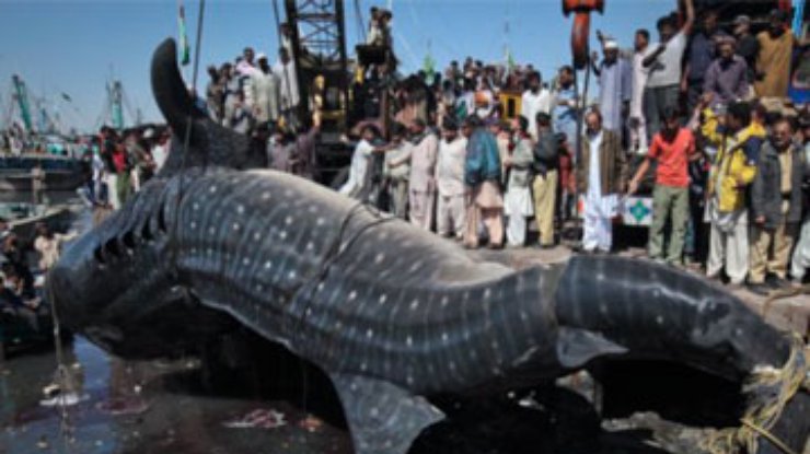 Пакистанские рыбаки выловили труп 12-метровой акулы