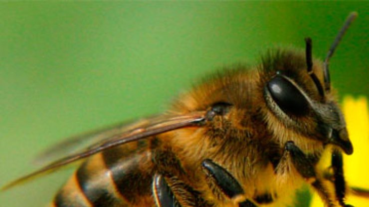 Мужчина превратился в женщину после укуса пчелы