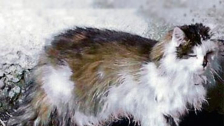 Из-за ошибки ветеринара в Швейцарии усыпили старейшего кота в мире