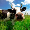 Забайкалец получил два года строгого режима за хищение коровы