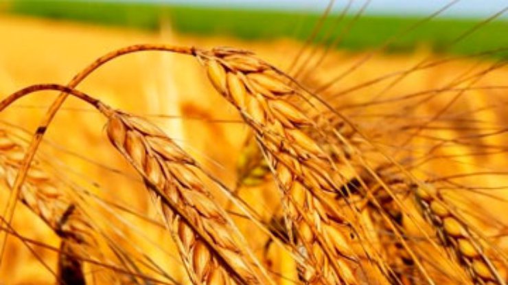 Ученые получили солеустойчивый сорт пшеницы