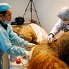 Ученые опровергают информацию о передаче останков мамонта для клонирования