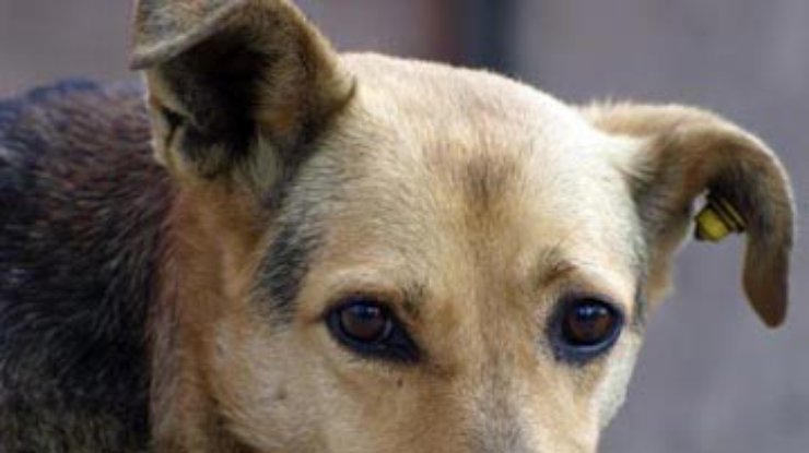 Защитники животных: В истреблении бродячих собак в Украине виновен Платини
