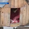 В Ривненской области бешеный пес искусал четверых детей