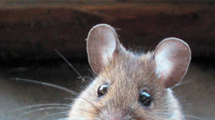 Ученые исследовали мышей викингов