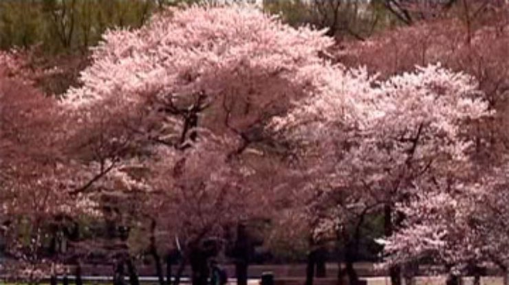 Из-за теплой весны в Вашингтоне японская вишня зацвела раньше обычного