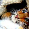 В России умер найденный приморскими охотниками тигренок