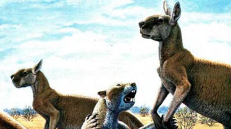 Гигантские кенгуру вымерли из-за влияния австралийских аборигенов