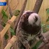 В Ривненском зоопарке появились гости из Бразилии - самые маленькие обезьянки