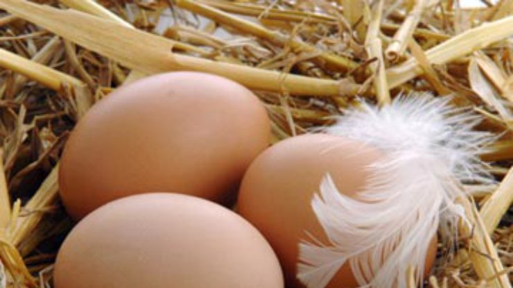 Эксперт: Украина может экспортировать куриные яйца в Европу